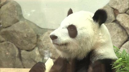 【元気！】中国に返還されたジャイアントパンダ「結浜」ら4頭が四川省・成都市に到着…検疫施設に移される