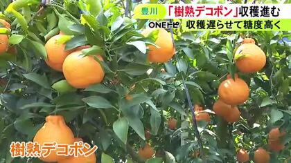 出荷直前まで木で完熟…高級みかん『樹熟デコポン』の収穫始まる 心配された水不足の影響ほぼなく 愛知県豊川市