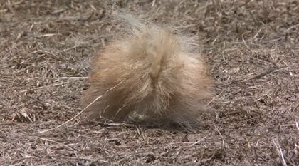 愛犬がクマに襲われ…「別れを覚悟した」大けが　付近では過去に飼い犬が犠牲になる被害も　統計以来最多となるクマ目撃情報が示す異常事態
