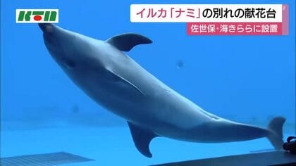 「手を振ったら必ず寄ってきてくれた」　イルカの「ナミ」天国へ　海きららに献花台設置