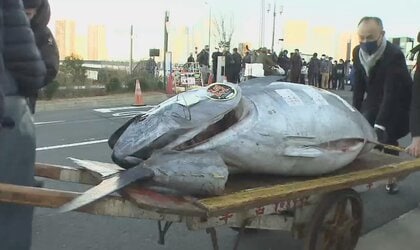 釣り上げたのは“レジェンド漁師”　「一番マグロ」3604万円で落札…夢追う“マグロ一本釣り漁師”に密着