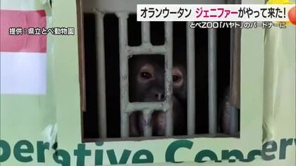 とべ動物園にインドネシアからオランウータン“嫁入り”到着「すごく頭良くかわいい」お見合いへ【愛媛】