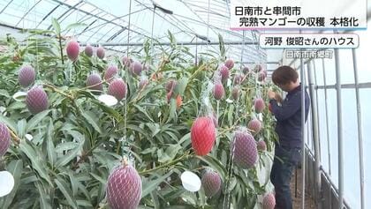 2025年マンゴー　終了致しました。 2025年マンゴー 【完】 本日をもちまして、全ての収穫が終了いたしまし