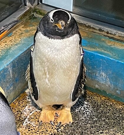 出られなくて、この顔」キングペンギンに囲まれたジェンツーペンギンの