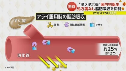 脱メタボ薬”国内初誕生 脂肪吸収を抑制する内臓脂肪減少薬「アライ」 脂肪便や下痢などの副作用も｜FNNプライムオンライン