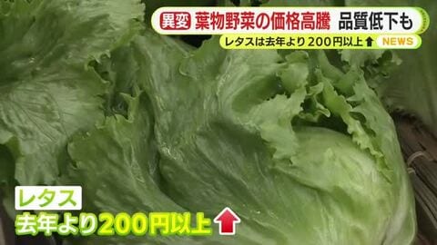 葉物野菜の価格高騰　品質低下も　レタスは去年より200円以上　農家「収穫までたどりつけるか…」日照不足でレタスの成長に遅れ