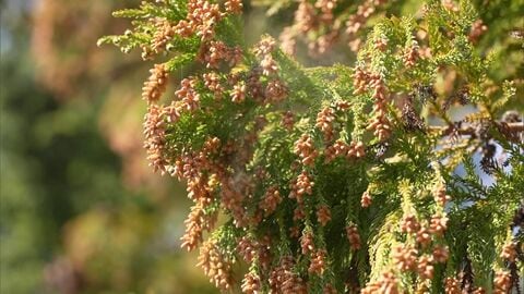 【花粉症】今年は札幌でスギ花粉が大量飛散 専門家「珍しい状況」そもそもスギの木がナゼ？ その歴史は“開拓時代”の試験栽培に―このあとはシラカバ花粉の季節  対策はどうする〈北海道〉