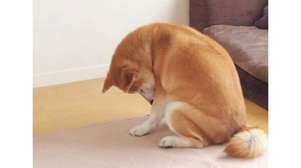 ガッカリ感だだ漏れ！大好きなヒーターがなくなり柴犬の落ち込み具合が