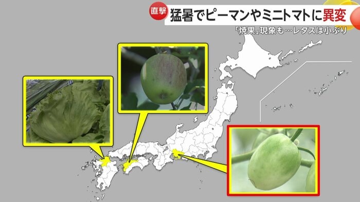 名古屋市内のトマト農家を取材