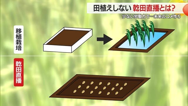 畑に種をまいて野菜を育てるのと同じように、乾いた田んぼに直接種もみをまく乾田直播