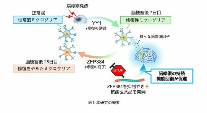 脳の修復を持続させるための研究の概要