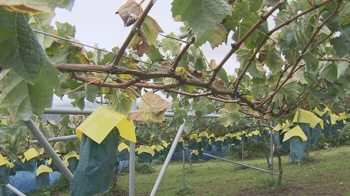 盗難被害にあったブドウ畑　長野県中野市