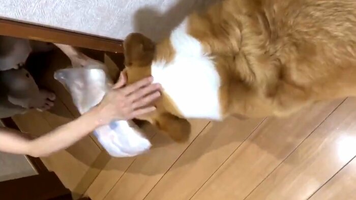 ビニール袋で覆ったおむつを運ぶベルちゃん