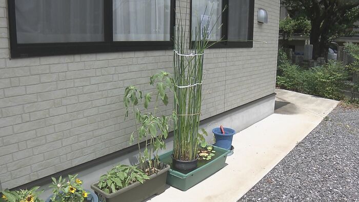 大分市内で見つかった七島イとみられる植物