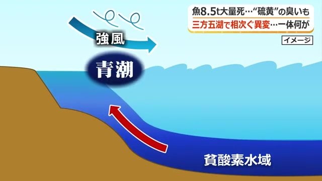 無山酸素状態の層が上昇し青潮が発生