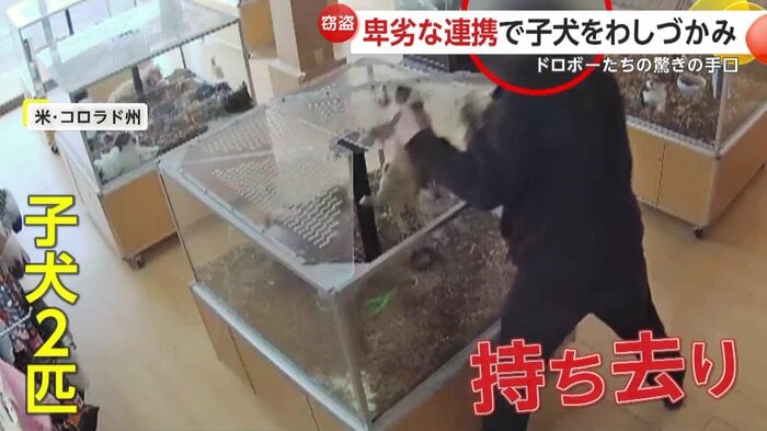 すきを見て子犬に手を出す男(Arapahoe County Sheriff's Office)