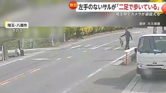 横断歩道を渡るサル
