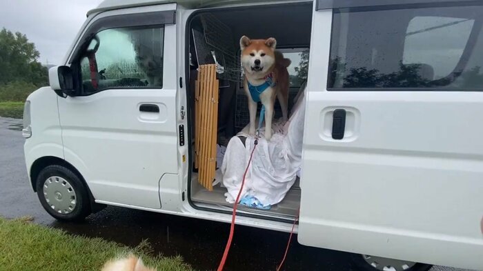 お散歩はウキウキ!でもたまには“降車拒否”も?