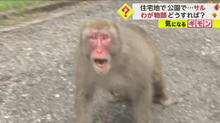 取材スタッフを威嚇するサルも