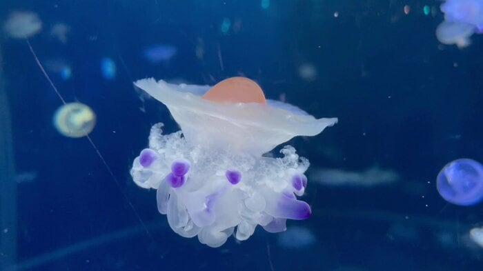 (提供:新江ノ島水族館)