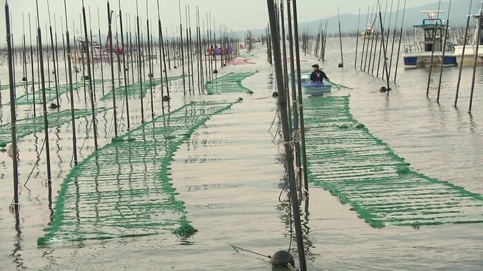 ノリ網の張り込み（有明海・佐賀）