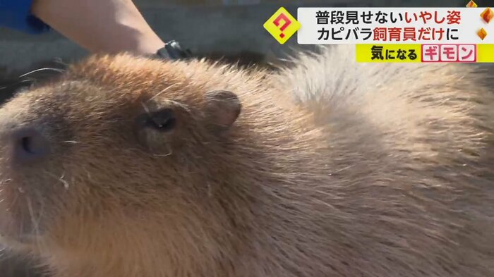 飼育員になでられ、気持ちよさそうなカピバラ