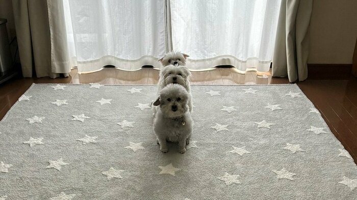 親子で1列に整列!(前からココちゃん、ひまわりさん、ハルくん)