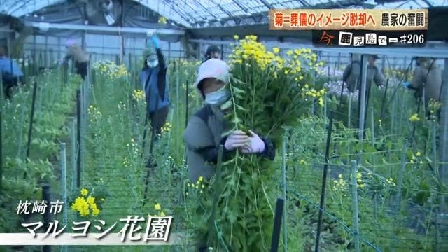 毎朝6時から始まる収穫作業