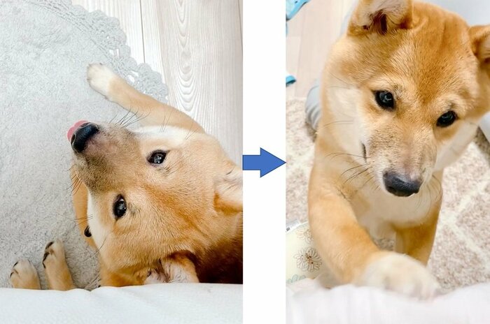 椅子の下で大人しく待つが…我慢できずに構ってアピールをしてくる