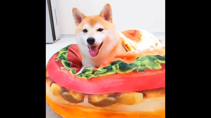 ハンバーガークッションでくつろぐ「チャーミー」ちゃん