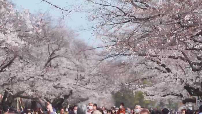 上野の桜は今年も“自粛”の中見頃に 過去も様々な“受難”