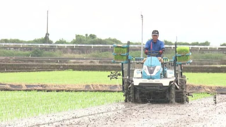 雲仙・吾妻町で田植えのシーズン　コメ不足で食用米の栽培が微増か【長崎県雲仙市】｜FNNプライムオンライン