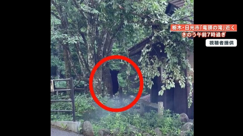 【危険】理由は“サクランボ”？ 日光市の小学校と「竜頭の滝」駐車場にある“桜の木”にクマ連続出没　専門家「7月いっぱいは要注意」｜FNNプライムオンライン