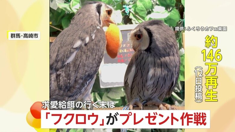 「押してダメなら…もっと押す」フクロウの恋愛事情が大バズり！嫌がられてもプレゼント作戦で彼女ゲット　群馬・高崎市「ふくろうカフェ楽園」｜FNNプライムオンライン