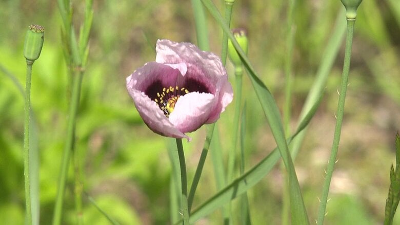 麻薬の原料となる植物「アツミゲシ」初夏を彩る薄紫色の美しい花 実は“違法なケシ”だった…繁殖力強く注意が必要｜FNNプライムオンライン