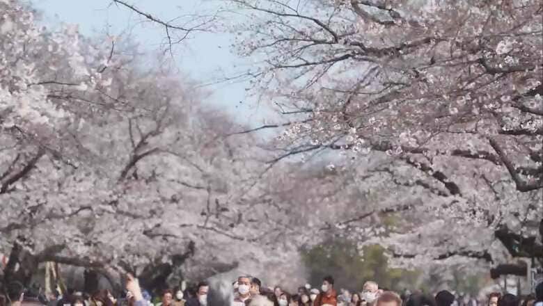 上野の桜は今年も“自粛”の中見頃に 過去も様々な“受難”｜FNNプライムオンライン