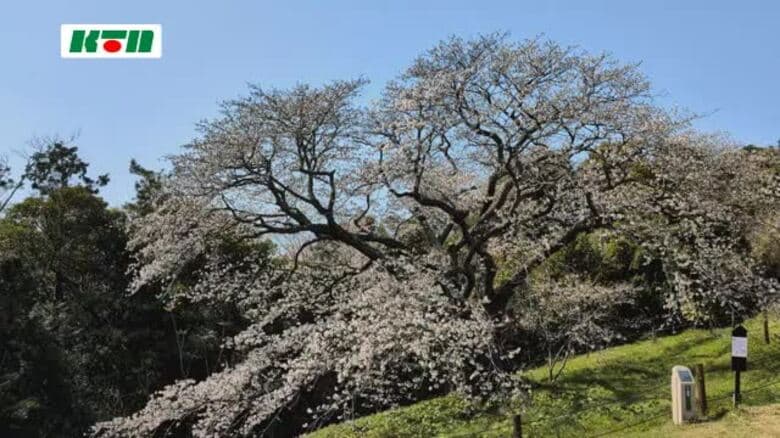 畑のなかにたたずむ一本桜…平戸市の慈眼桜が見頃｜FNNプライムオンライン