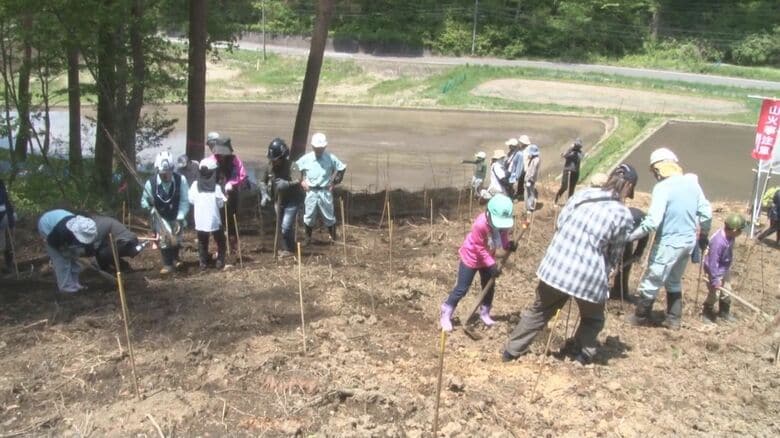 胃腸薬の原料のキハダを植樹　昔からの生薬も現在は中国からの輸入に頼る　将来をにらみ15年後には植えた木から最初の製造目指す｜FNNプライムオンライン