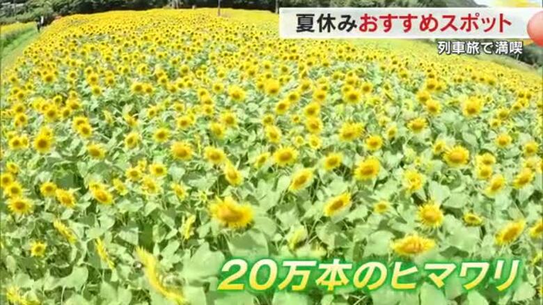 駅から歩いてすぐ！潜水橋を渡ると２０万本の絶景ヒマワリ畑…豪雨被害乗り越え大輪の花【岡山】｜FNNプライムオンライン