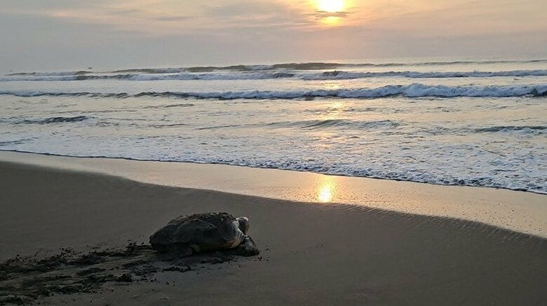 後ろ足のない母ウミガメも　21年間「帰っておいでね」と見送りつづける83歳のレジェンド調査員｜FNNプライムオンライン