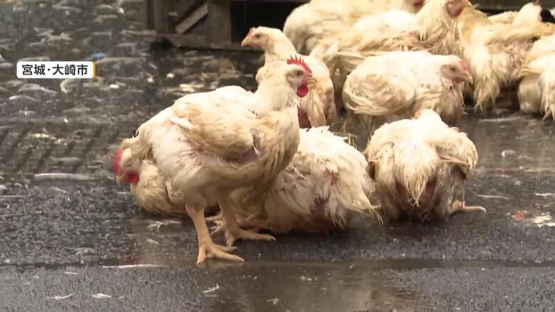 「ニワトリが逃げている」トラックが荷崩れ 積んでいた約3000羽が道路や歩道に 現場は一時大渋滞 宮城・大崎市|FNNプライムオンライン