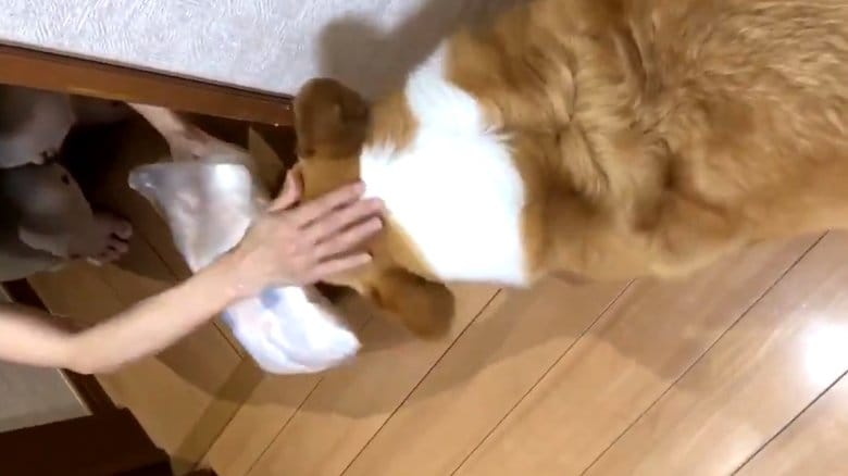 ビニール袋で覆ったおむつを運ぶベルちゃん