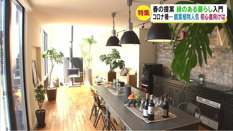 観葉植物を置いた後