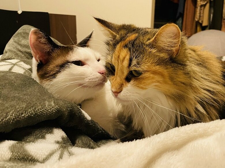 内緒話中の2匹（提供：つくね＆ひまりさん）