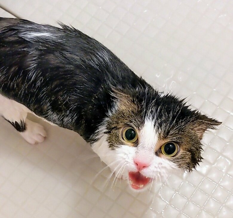 お風呂に入っている鉄朗くん