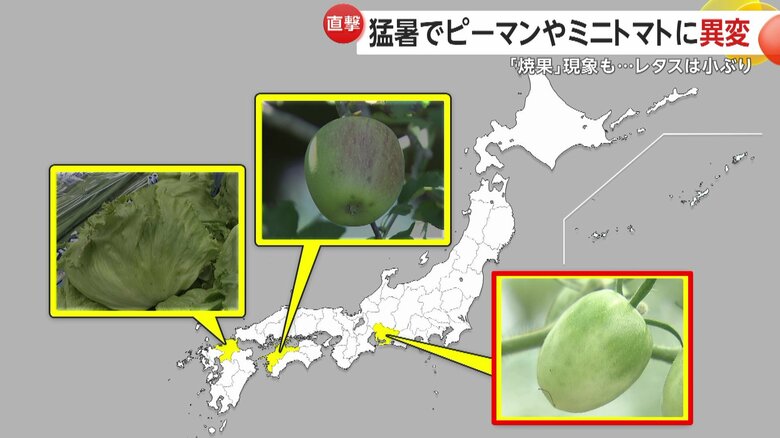 名古屋市内のトマト農家を取材