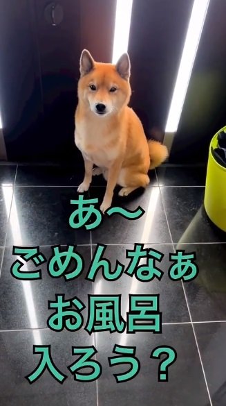 お散歩かお風呂か、究極の選択を迫られたロックくん