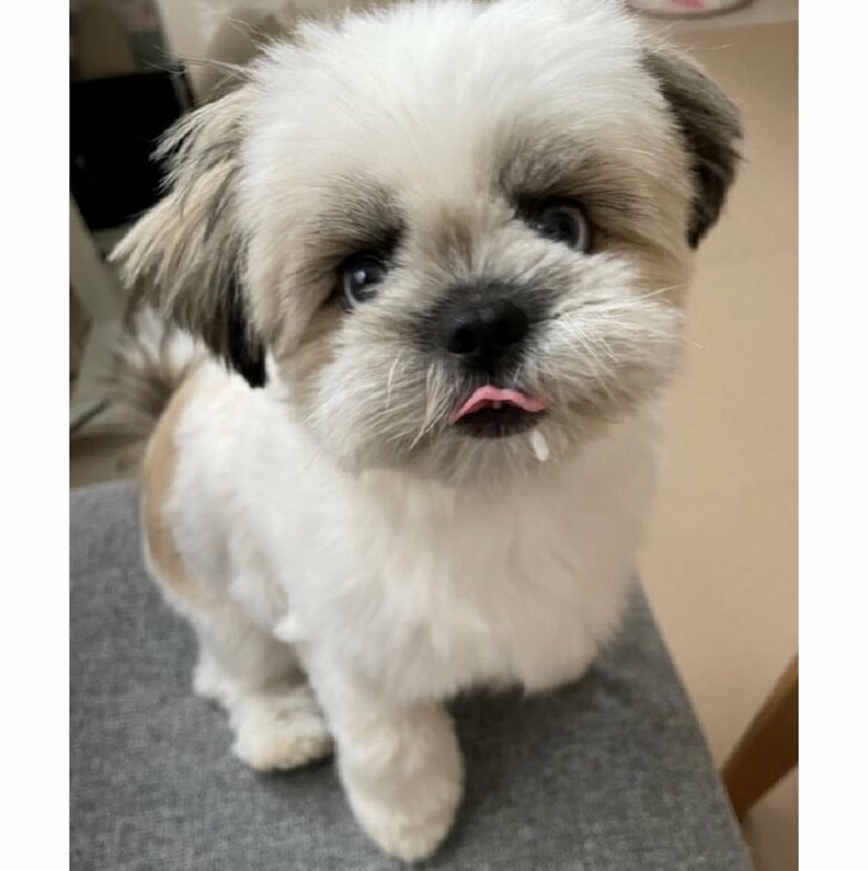 食いしん坊なちゃちゃちゃん。ごはん粒が付いているよ