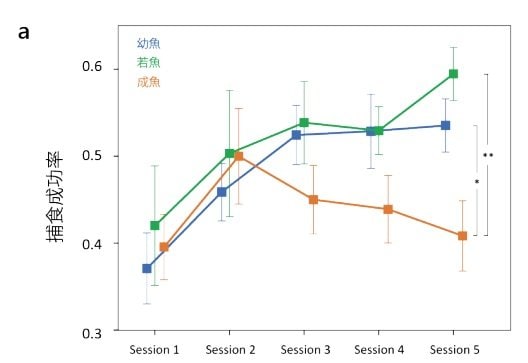捕食成功率の変化（提供：富山大学・竹内勇一助教）