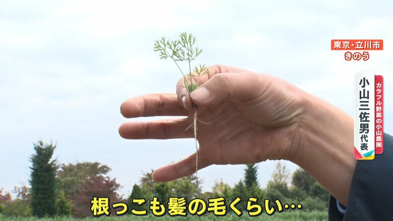 成長していないハーモニーニンジン